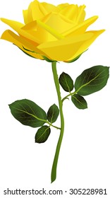 Yellow Rose On White Background Vector Stock Vector (Royalty Free ...