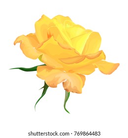 yellow rose on a white background vector