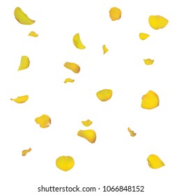 Yellow rose petals are falling down. The flowers are realistic. Vector illustration. Summer design. Floral fly.