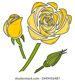 Yellow rose in three variants - fully developed, partially blossomed and not yet developed