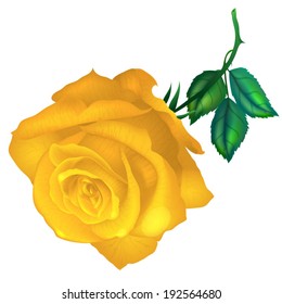 Yellow rose vector on white background.