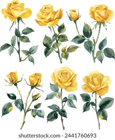 
Yellow Rose Watercolor vector set. Yellow Rose flower set of blooming plant hand drawn watercolor illustration on white background. Elements for romantic floral decoration, wedding, greeting cards