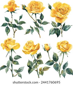 
Yellow Rose Watercolor vector set. Yellow Rose flower set of blooming plant hand drawn watercolor illustration on white background. Elements for romantic floral decoration, wedding, greeting cards