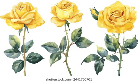 
Conjunto de vector de acuarela de rosa amarilla. Conjunto de flores de rosa amarilla de la planta floreciente dibujado a mano ilustración de acuarela sobre fondo blanco. Elementos para la decoración floral romántica, boda, tarjetas de felicitación