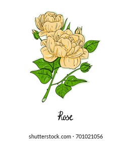 Yellow roses. Hand drawing illustration