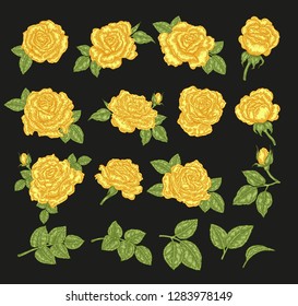 Yellow roses vector illustration. Hand drawn flowers and leaves. Floral design elements.