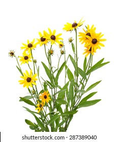 yellow rudbeckia on white background, vector