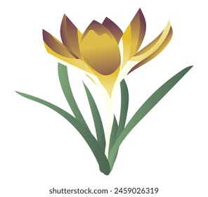 Yellow saffron on stem in flat design. Springtime crocus first flower. Vector illustration isolated.