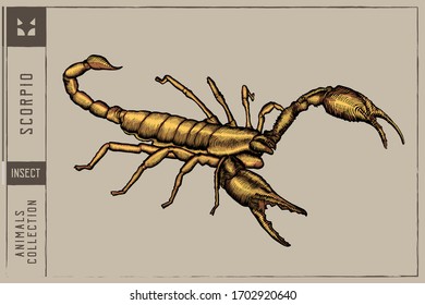 Yellow Scorpio Vector illustration - Hand drawn