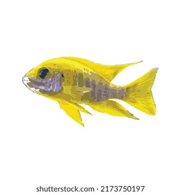 Yellow sea fish vector art