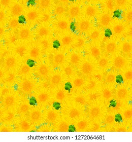 yellow seamless pattern of realistic dandelion flowers
