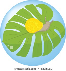 Yellow snail on tropical leaf
