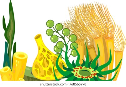 Yellow sponge, seaweed and other marine life on white background