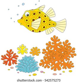Yellow spotted boxfish swimming over corals in a tropical sea