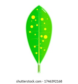 Yellow spotted croton leaf vector illustration