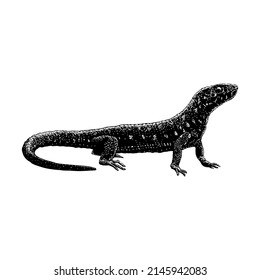 Yellow Spotted Lizard hand drawing vector illustration isolated on white background