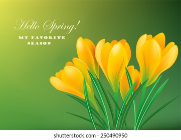 Yellow spring crocuses on the green background.Vector greeting card