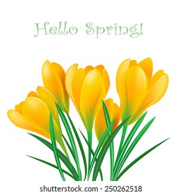 Yellow spring crocuses on the white background.Vector greeting card
