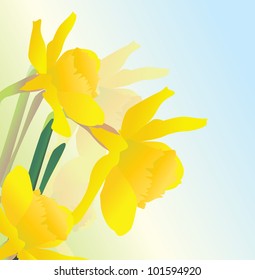 yellow spring daffodil flowers vector realistic illustration