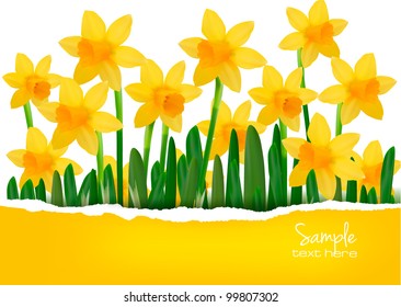 Yellow spring flower background with ripped paper. Vector illustration.