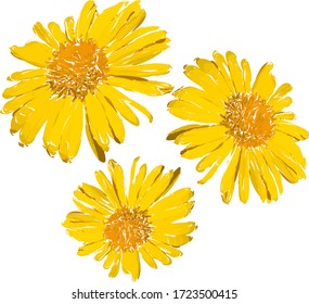 Yellow spring flower isolated on white background. Illustration of doronicum orientale. Vector. 