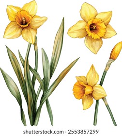 Yellow spring flowers daffodils isolated on white background. Flowers objects for design, advertising, postcards, wedding invitation, Vector set of daffodils