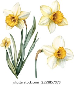 Yellow spring flowers daffodils isolated on white background. Flowers objects for design, advertising, postcards, wedding invitation, Vector set of daffodils