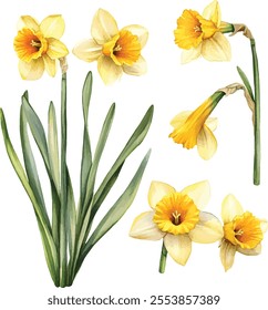 Yellow spring flowers daffodils isolated on white background. Flowers objects for design, advertising, postcards, wedding invitation, Vector set of daffodils