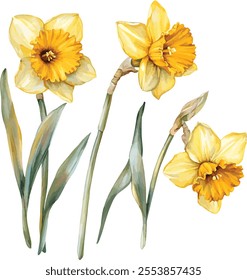 Yellow spring flowers daffodils isolated on white background. Flowers objects for design, advertising, postcards, wedding invitation, Vector set of daffodils