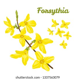 Yellow spring flowers isolated on white background. Branch of blossoming forsythia.  Vector floral illustration in cartoon simple flat style.