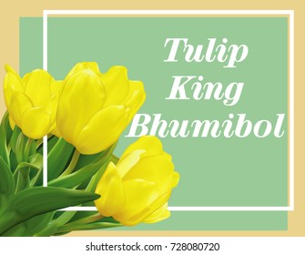 Yellow Spring Tulips.Tulip King Bhumibol.