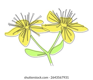 Flores amarelo St. John's Wort desenhadas em um estilo de linha com cor. Vetor de ervas minimalista para o design botânico, medicina tradicional, embalagem e temas de remédios naturais.