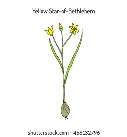 Yellow Star-of-Bethlehem (Gagea lutea), flowering plant. Hand drawn botanical vector illustration.