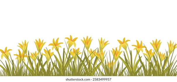 yellow star-of-Bethlehem, gagea, spring flowers, vector drawing wild plants at white background, floral elements, hand drawn botanical illustration