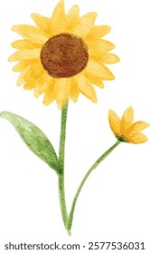 yellow sun flower illustration in watercolor style isolated on white