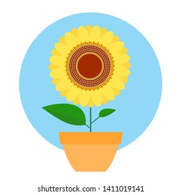 yellow sun flower with pot and leaf vector