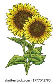 Yellow Sun Flower Vector Illustration