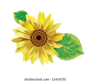 Yellow sunflower