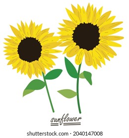 Yellow sunflower background.Eps 10 vector.