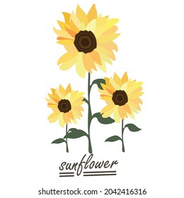 Yellow sunflower background.Eps 10 vector.