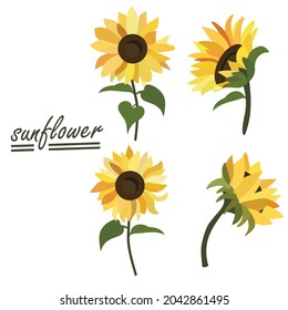 Yellow sunflower background.Eps 10 vector.