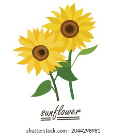 Yellow sunflower background.Eps 10 vector.
