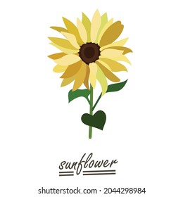 Yellow sunflower background.Eps 10 vector.