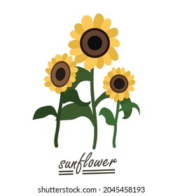 Fondo de girasol amarillo.Eps 10 vector.