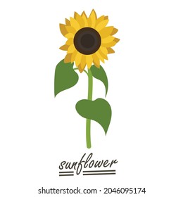 Yellow sunflower background.Eps 10 vector.