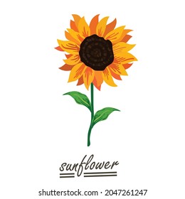 Yellow sunflower background.Eps 10 vector.