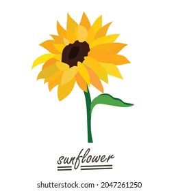 Yellow sunflower background.Eps 10 vector.