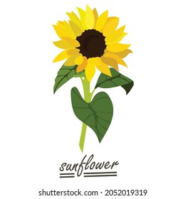 Gelber Sonnenblumenhintergrund.Eps10 Vektor.