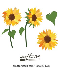 Yellow sunflower background.Eps 10 vector.