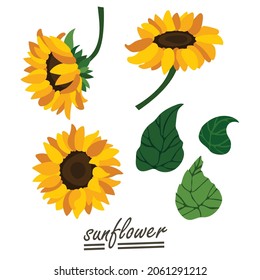 Yellow sunflower background.Eps 10 vector.